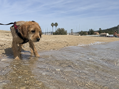 Chaleco Salvavidas para Perros + Calidad